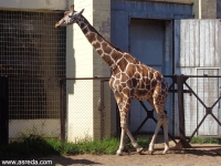 жираф в зоопарке