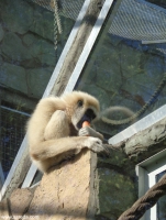 обезьянка ест