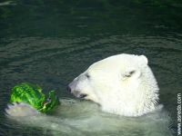 белый медведь ест арбуз