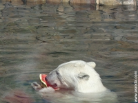 белый медведь ест арбуз