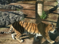 тигр в зоопарке
