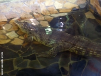 крокодил в кафе зоопарка