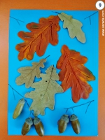 поделка листья из пластилина и жёлуди