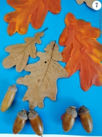 желуди дубовые листья пластилин